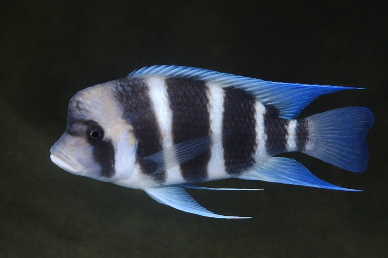 Cyphotilapia gibberosa 'Kambwimba'